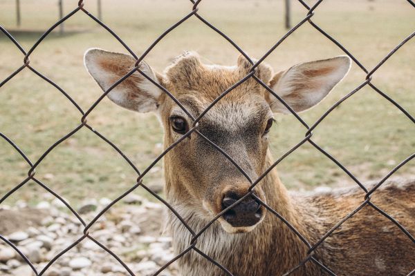 Deer Fence Construction